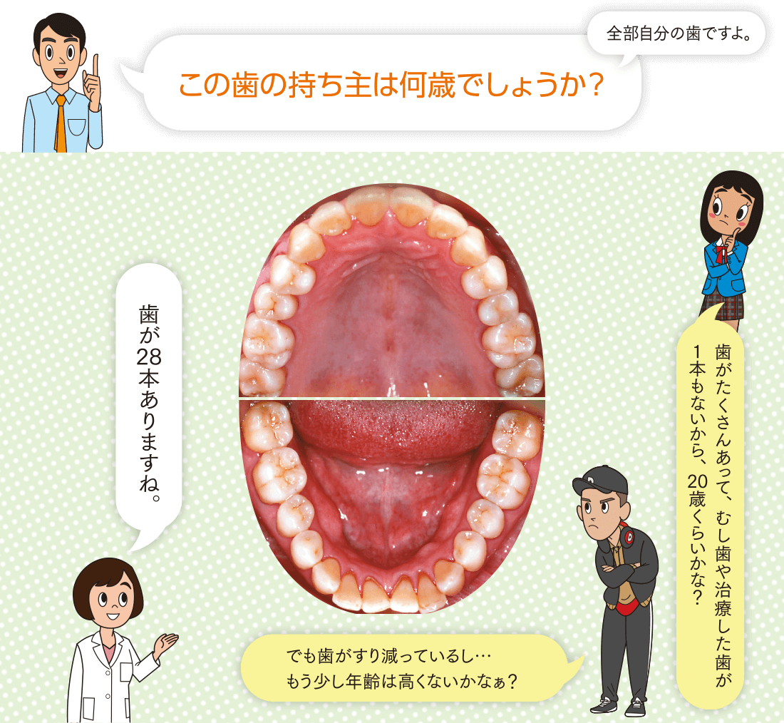 この歯の持ち主は何歳でしょうか？全部自分の歯ですよ。歯が28本ありますね。歯がたくさんあって、むし歯や治療した歯が1本もないから、20歳くらいかな？でも歯がすり減っているし…もう少し年齢は高くないかなぁ？