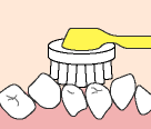 2.歯の１本ずつを毛先で包み込むようにして、歯と歯ぐきの境目に数秒間軽く当てる。
