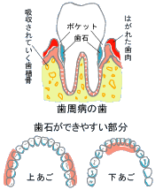 過去1年間に歯科診療を受けた人