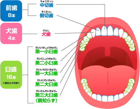 歯の本数の数え方 80推進財団