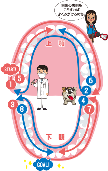 歯みがきルート図「前歯の裏側もこうすればよくみがけるのね。」